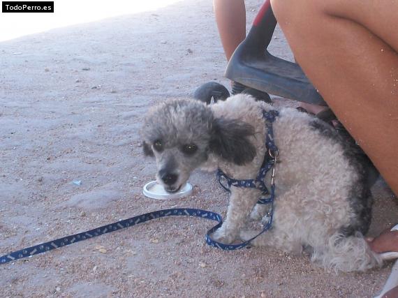 Foto del perro Negra