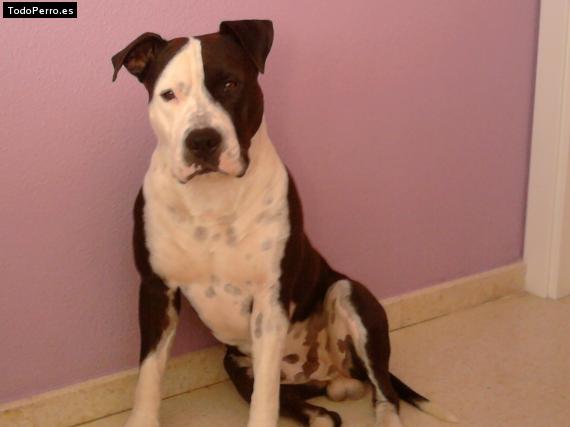 Foto del perro Wido