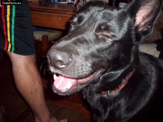 La foto del perro