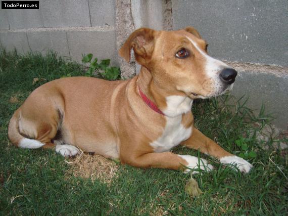 Foto del perro Rubia