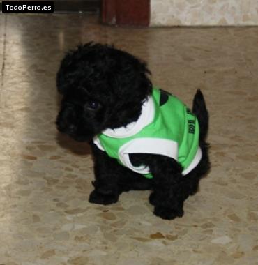 Foto del perro Oreo