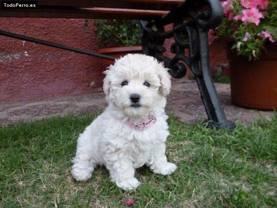 Foto del perro Ruby antonieta