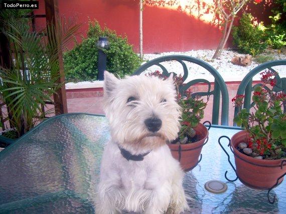 Foto del perro Chiqui