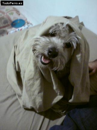 La foto del perro