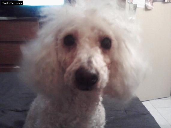 Foto del perro Chipis-berto
