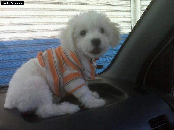 Foto del perro Pimpy