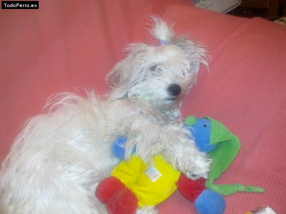 La foto del perro