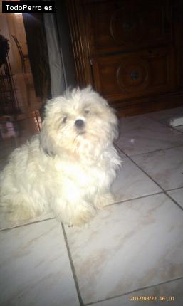 La foto del perro