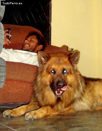 Foto del perro Hanz