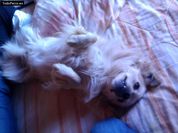 La foto del perro