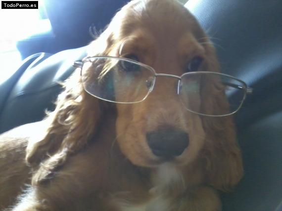 La foto del perro