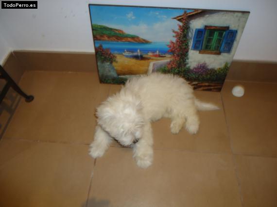 La foto del perro