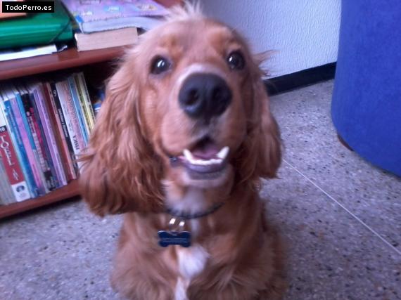 La foto del perro