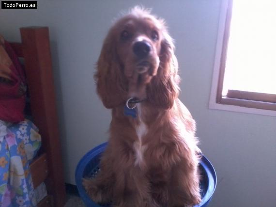 La foto del perro
