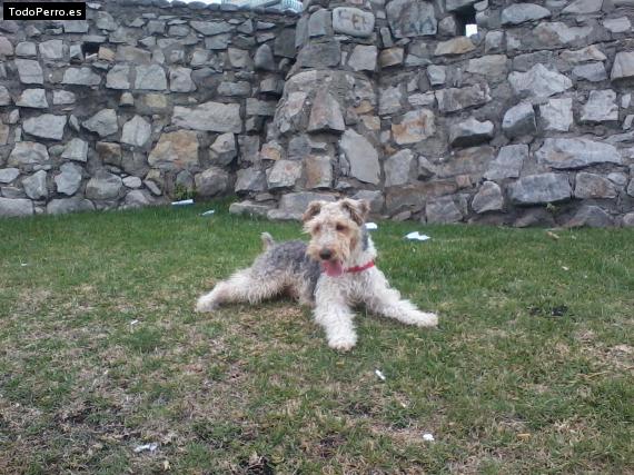 La foto del perro