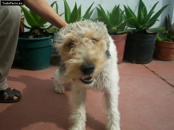 La foto del perro