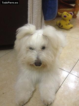 La foto del perro