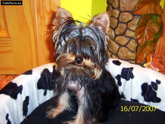 La foto del perro