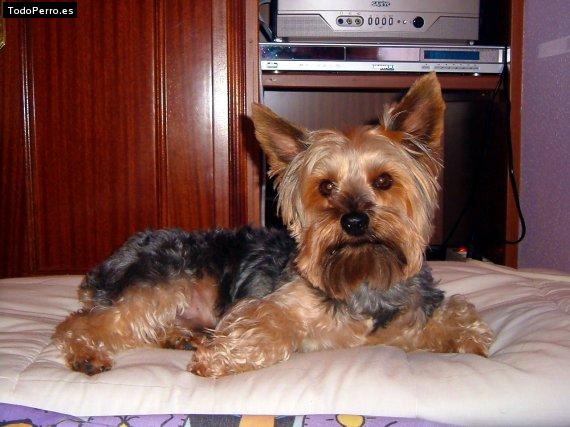 La foto del perro Koki Foto del perro Koki