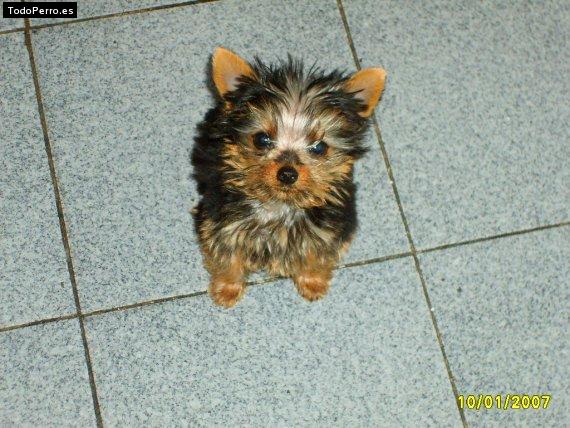 La foto del perro Poki Foto del perro Poki