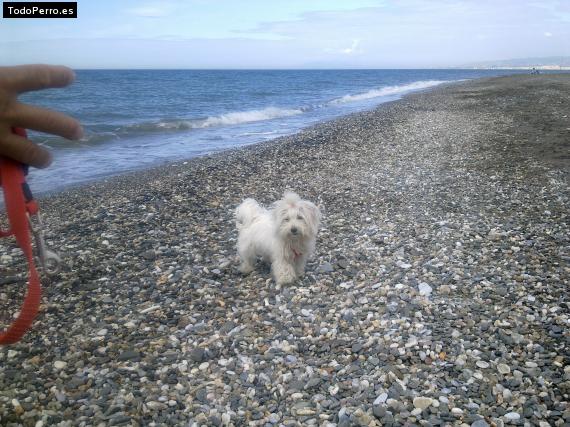 La foto del perro