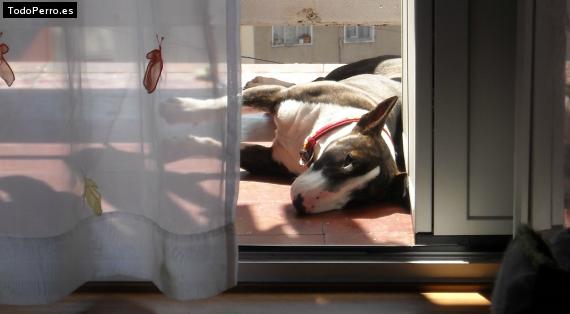 La foto del perro