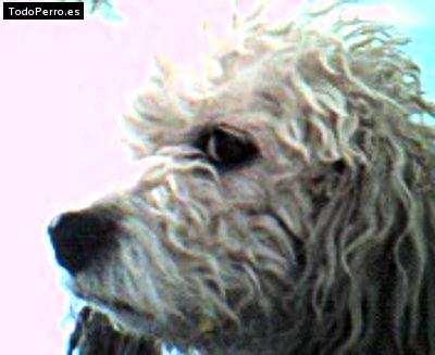 Foto del perro Wendy