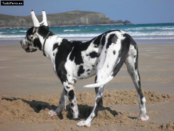 La foto del perro