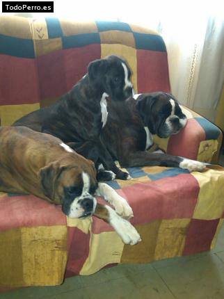 Foto del perro Edoras, brigitte y kaprice