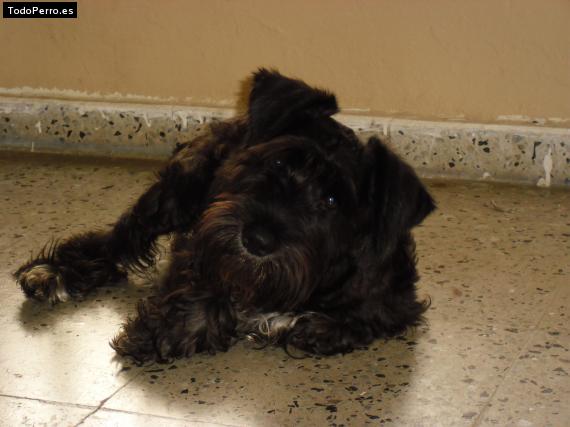 La foto del perro