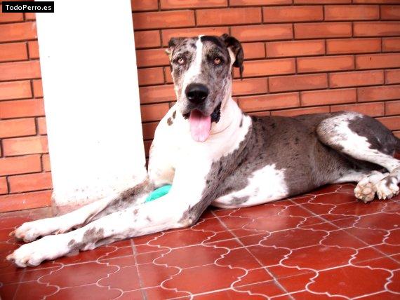 La foto del perro