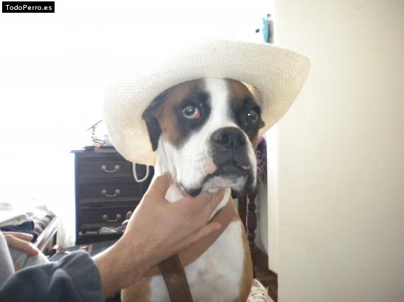 La foto del perro