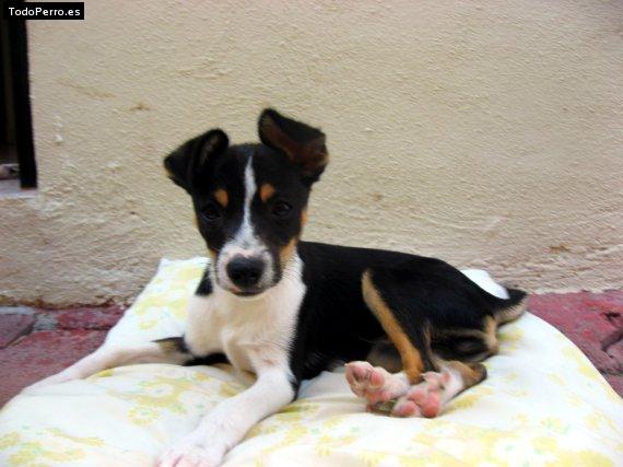 Foto del perro Rocky