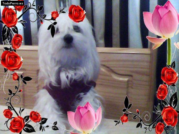 La foto del perro