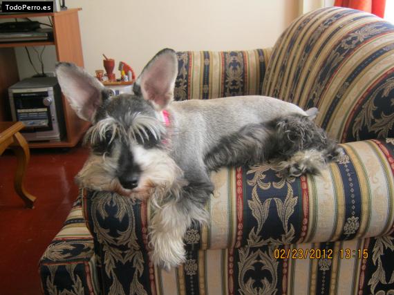 La foto del perro