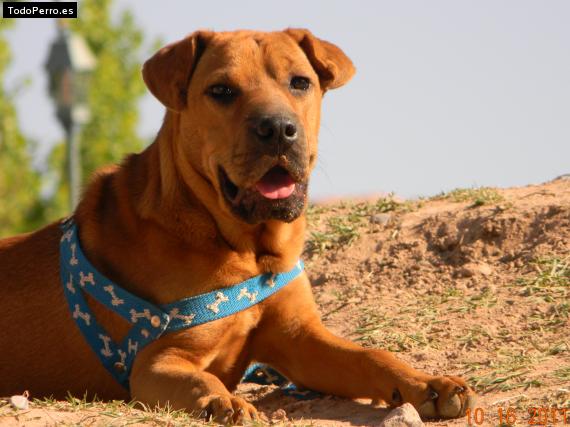 Foto del perro Homero