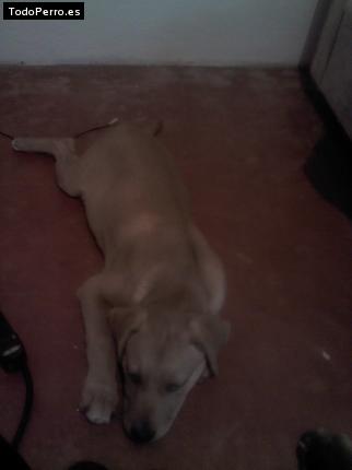 Foto del perro Jerry