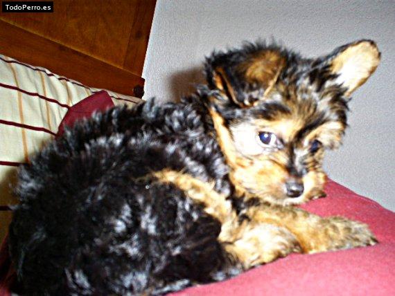 La foto del perro Hammy Foto del perro Hammy