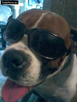La foto del perro