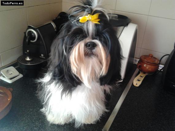 La foto del perro