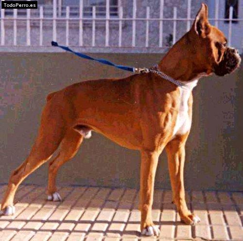 Foto del perro Skywalker