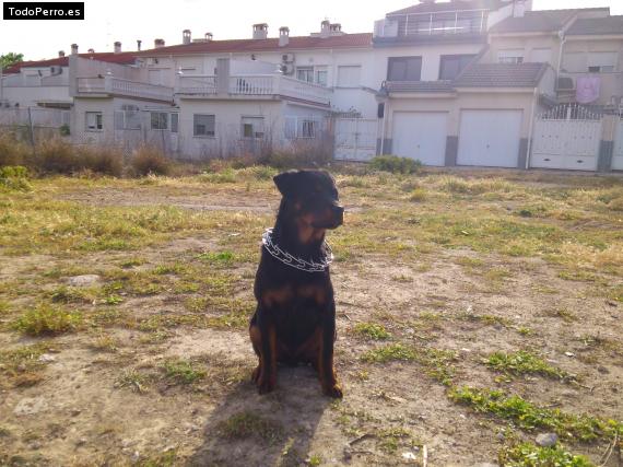 La foto del perro