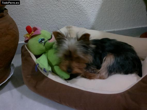 La foto del perro