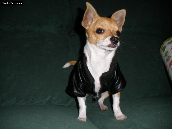 La foto del perro
