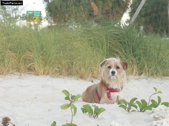 La foto del perro