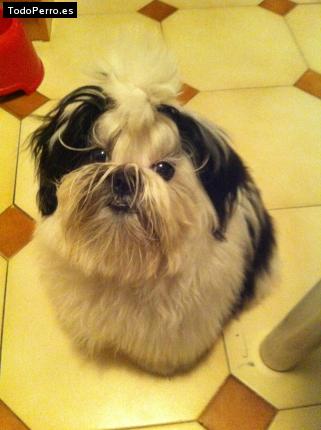 La foto del perro