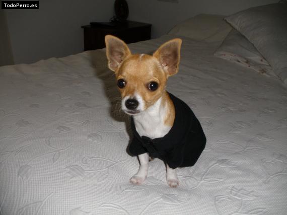 La foto del perro