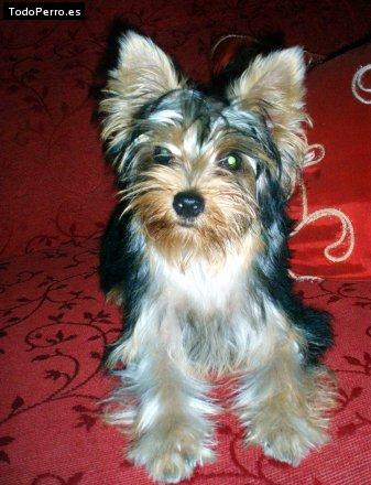 La foto del perro Sazira Foto del perro Sazira