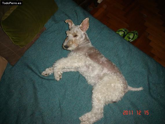 La foto del perro