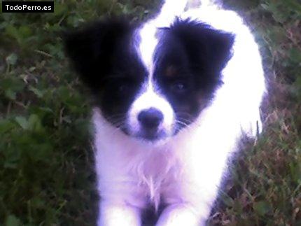 La foto del perro Laika Foto del perro Laika